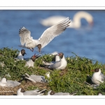 Mouette rieuse (Chroicocephalus ridibundus - Black-headed Gull)