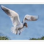 Mouette rieuse (Chroicocephalus ridibundus - Black-headed Gull)