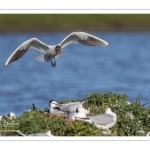 Mouette rieuse (Chroicocephalus ridibundus - Black-headed Gull)