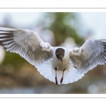 Mouette rieuse (Chroicocephalus ridibundus - Black-headed Gull)