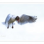 Mouette rieuse (Chroicocephalus ridibundus - Black-headed Gull)