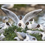 Mouette rieuse (Chroicocephalus ridibundus - Black-headed Gull)