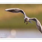 Mouette rieuse (Chroicocephalus ridibundus - Black-headed Gull)