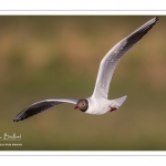 Mouette rieuse (Chroicocephalus ridibundus - Black-headed Gull)