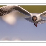 Mouette rieuse (Chroicocephalus ridibundus - Black-headed Gull)