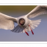 Mouette rieuse (Chroicocephalus ridibundus - Black-headed Gull)