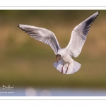 Mouette rieuse (Chroicocephalus ridibundus - Black-headed Gull)