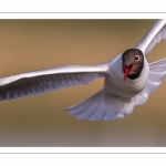 Mouette rieuse (Chroicocephalus ridibundus - Black-headed Gull)