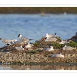 Mouette rieuse (Chroicocephalus ridibundus - Black-headed Gull)