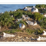 Mouette rieuse (Chroicocephalus ridibundus - Black-headed Gull)