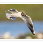 Mouette rieuse (Chroicocephalus ridibundus - Black-headed Gull)