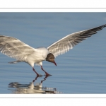 Mouette rieuse (Chroicocephalus ridibundus - Black-headed Gull)