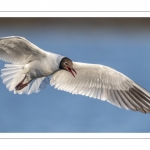 Mouette rieuse (Chroicocephalus ridibundus - Black-headed Gull)