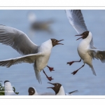 Mouette rieuse (Chroicocephalus ridibundus - Black-headed Gull)