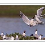 Mouette rieuse (Chroicocephalus ridibundus - Black-headed Gull)