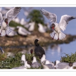 Mouette rieuse (Chroicocephalus ridibundus - Black-headed Gull)