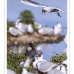 Mouette rieuse (Chroicocephalus ridibundus - Black-headed Gull)