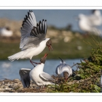 Nidification de la colonie de mouettes rieuses (Chroicocephalus ridibundus - Black-headed Gull) au marais du Crotoy (Baie de Somme)