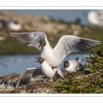 Nidification de la colonie de mouettes rieuses (Chroicocephalus ridibundus - Black-headed Gull) au marais du Crotoy (Baie de Somme)