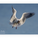 Nidification de la colonie de mouettes rieuses (Chroicocephalus ridibundus - Black-headed Gull) au marais du Crotoy (Baie de Somme)