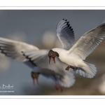 Nidification de la colonie de mouettes rieuses (Chroicocephalus ridibundus - Black-headed Gull) au marais du Crotoy (Baie de Somme)