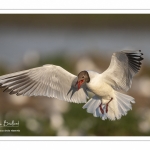 Nidification de la colonie de mouettes rieuses (Chroicocephalus ridibundus - Black-headed Gull) au marais du Crotoy (Baie de Somme)