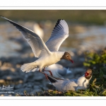 Nidification de la colonie de mouettes rieuses (Chroicocephalus ridibundus - Black-headed Gull) au marais du Crotoy (Baie de Somme)