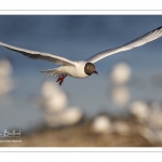 Nidification de la colonie de mouettes rieuses (Chroicocephalus ridibundus - Black-headed Gull) au marais du Crotoy (Baie de Somme)