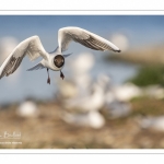 Nidification de la colonie de mouettes rieuses (Chroicocephalus ridibundus - Black-headed Gull) au marais du Crotoy (Baie de Somme)