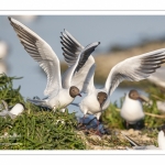 Nidification de la colonie de mouettes rieuses (Chroicocephalus ridibundus - Black-headed Gull) au marais du Crotoy (Baie de Somme)