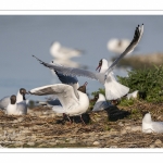 Nidification de la colonie de mouettes rieuses (Chroicocephalus ridibundus - Black-headed Gull) au marais du Crotoy (Baie de Somme)