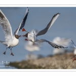 Nidification de la colonie de mouettes rieuses (Chroicocephalus ridibundus - Black-headed Gull) au marais du Crotoy (Baie de Somme)