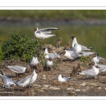 Nidification de la colonie de mouettes rieuses (Chroicocephalus ridibundus - Black-headed Gull) au marais du Crotoy (Baie de Somme)