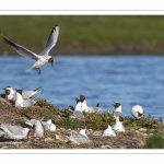 Nidification de la colonie de mouettes rieuses (Chroicocephalus ridibundus - Black-headed Gull) au marais du Crotoy (Baie de Somme)