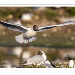 Nidification de la colonie de mouettes rieuses (Chroicocephalus ridibundus - Black-headed Gull) au marais du Crotoy (Baie de Somme)