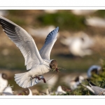 Nidification de la colonie de mouettes rieuses (Chroicocephalus ridibundus - Black-headed Gull) au marais du Crotoy (Baie de Somme)