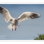 Nidification de la colonie de mouettes rieuses (Chroicocephalus ridibundus - Black-headed Gull) au marais du Crotoy (Baie de Somme)