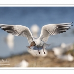 Nidification de la colonie de mouettes rieuses (Chroicocephalus ridibundus - Black-headed Gull) au marais du Crotoy (Baie de Somme)