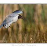 Mouette rieuse ( Chroicocephalus ridibundus - Black-headed Gull ) - Saison : Printemps - Lieu : Le Crotoy, Baie de Somme, Somme, Picardie, France