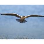 Mouette rieuse (Chroicocephalus ridibundus - Black-headed Gull)