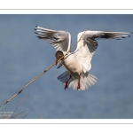 Mouette rieuse (Chroicocephalus ridibundus - Black-headed Gull)