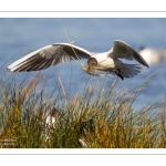 Mouette rieuse (Chroicocephalus ridibundus - Black-headed Gull)