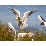 Mouette rieuse (Chroicocephalus ridibundus - Black-headed Gull)