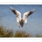 Mouette rieuse (Chroicocephalus ridibundus - Black-headed Gull)