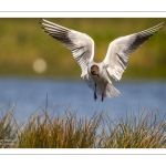 Mouette rieuse (Chroicocephalus ridibundus - Black-headed Gull)