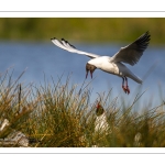 Mouette rieuse (Chroicocephalus ridibundus - Black-headed Gull)