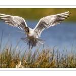 Mouette rieuse (Chroicocephalus ridibundus - Black-headed Gull)