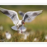 Mouette rieuse (Chroicocephalus ridibundus - Black-headed Gull)