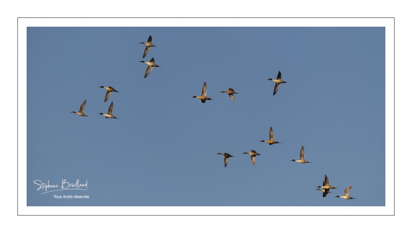 Vol de canards Pilets (Anas acuta - Northern Pintail) dans la réserve naturelle de la Baie de Somme