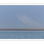 Nuage de bécasseaux en vol (Probable : Bécasseau variable, Calidris alpina - Dunlin) en réserve naturelle de la  baie de Somme